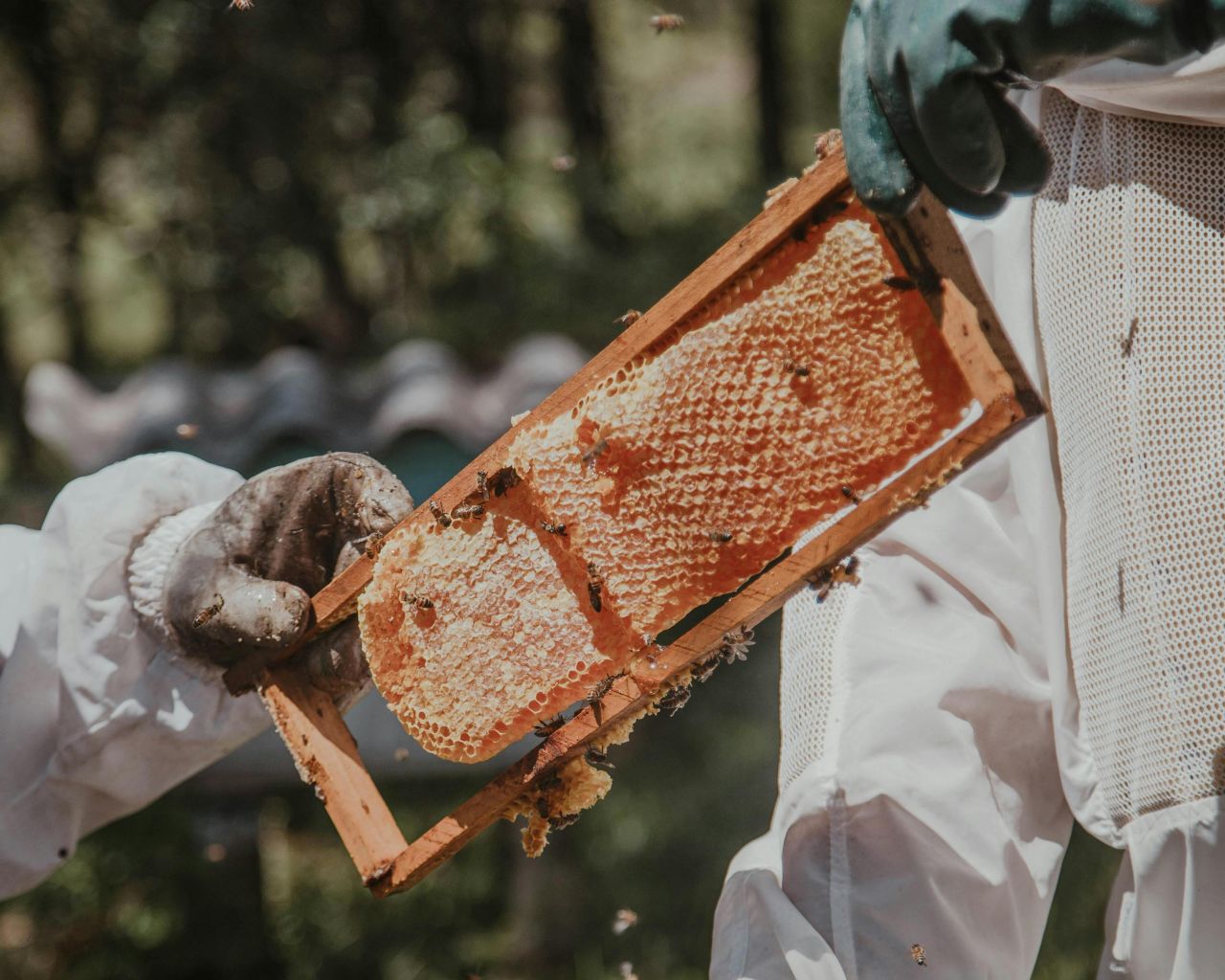 Beekeeping