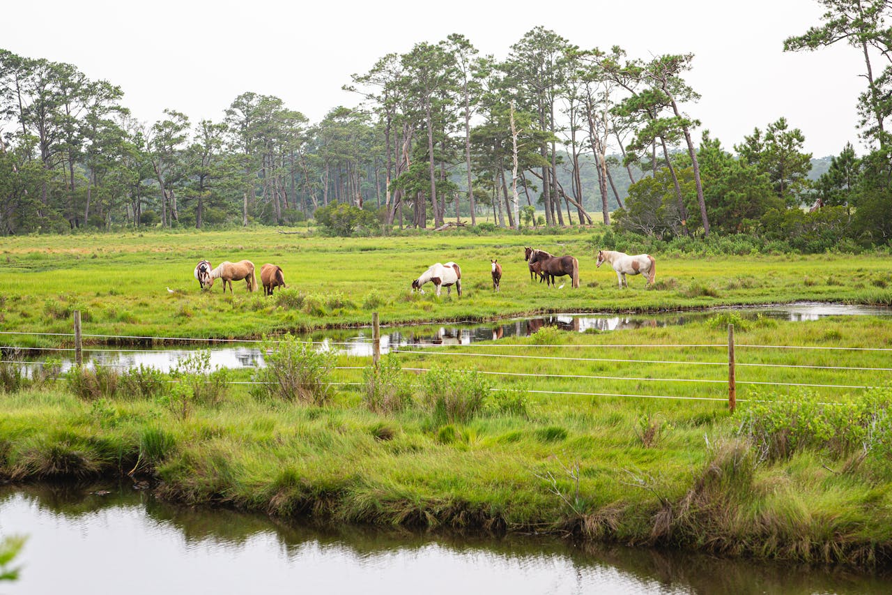  Chincoteague Island, Virginia