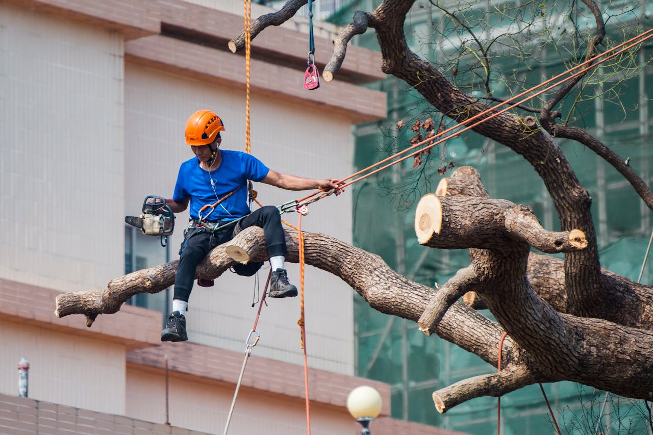 Cutting down a tree
