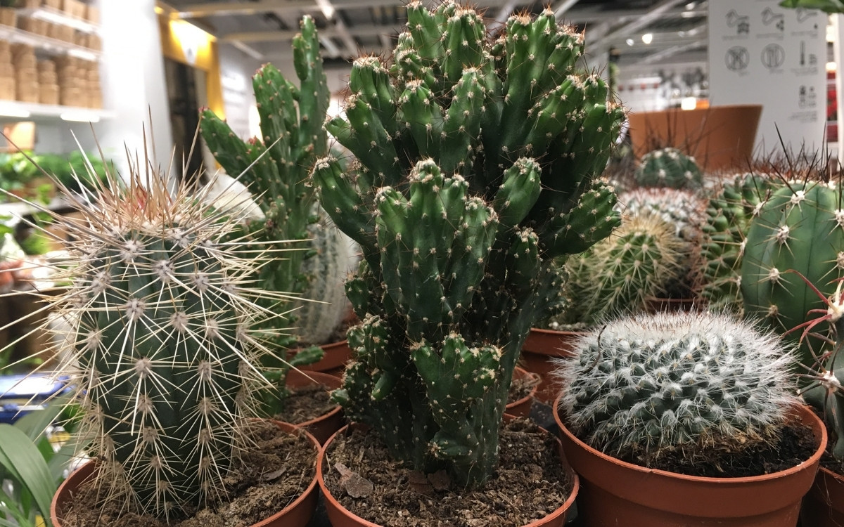 6 Plant Superstitions That People Still Believe But Science Says Otherwise