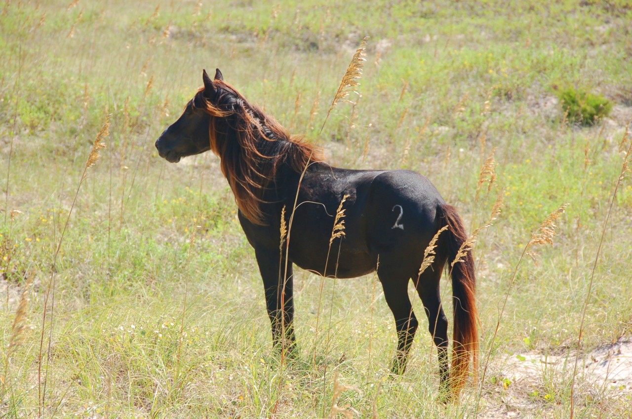Shackleford Banks, North Carolina