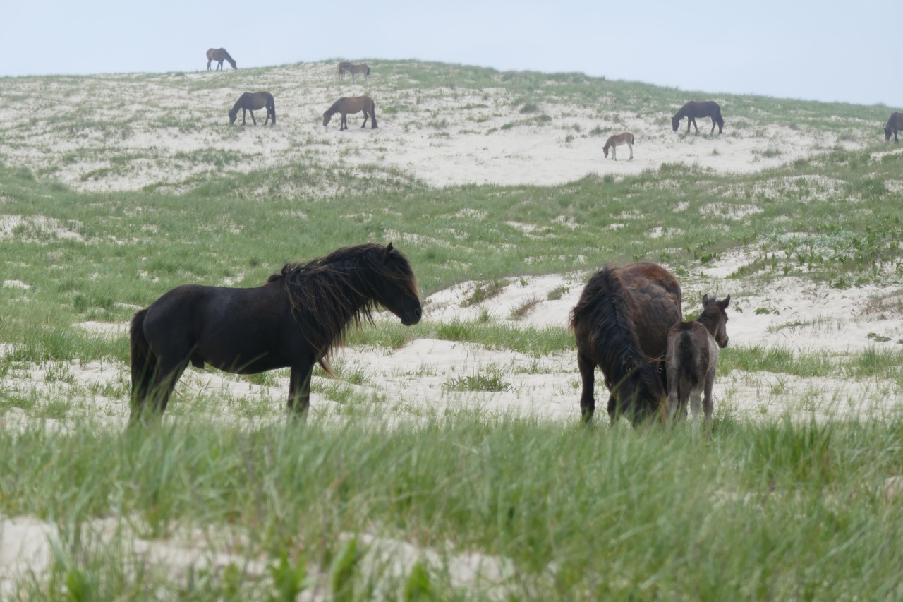 Sable Island, Nova Scotia