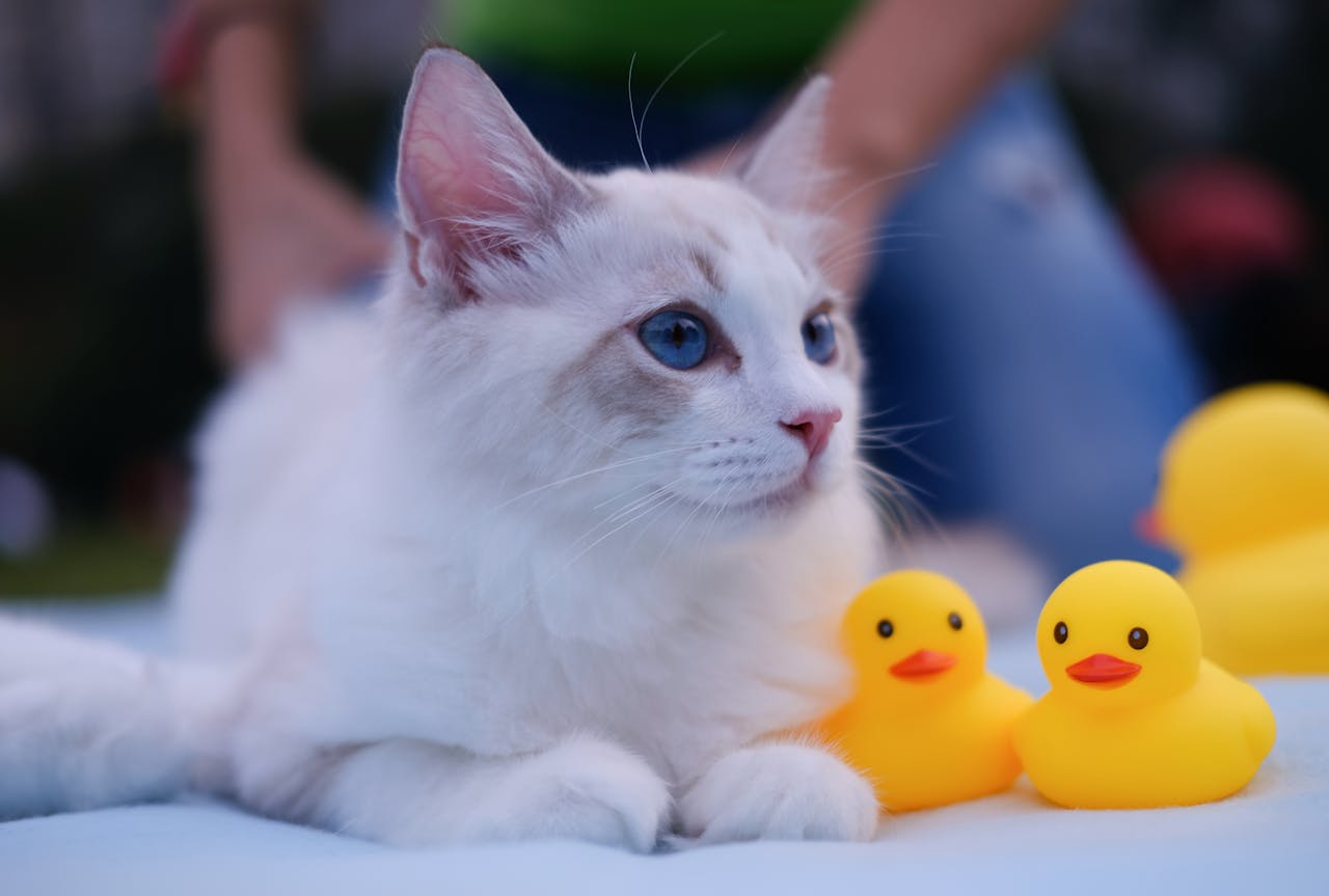 Close-Up Photo of Cat Near Squeaky Toy