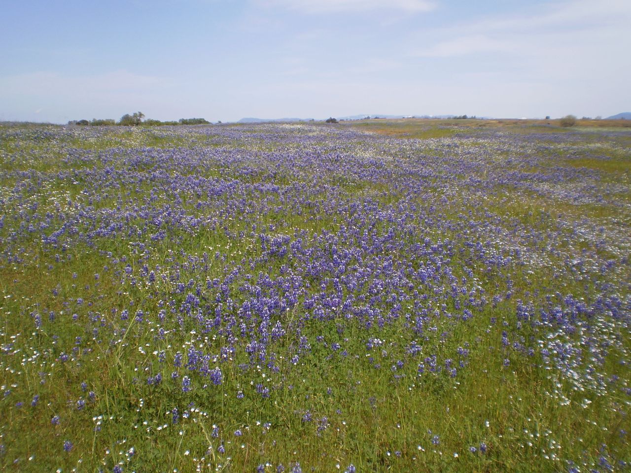 Lupine field on Table Mountain, California