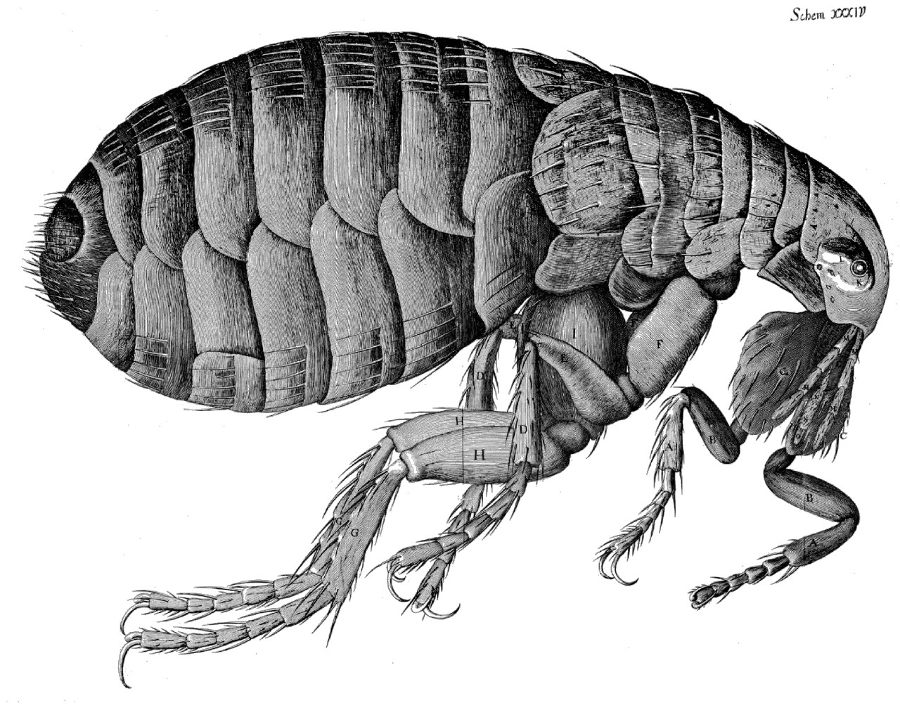 Depicted micrograph of the common flea