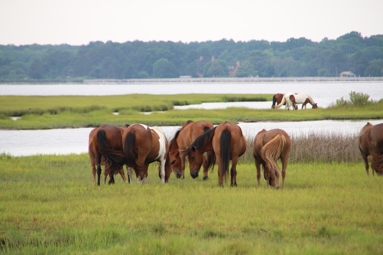 Assateague