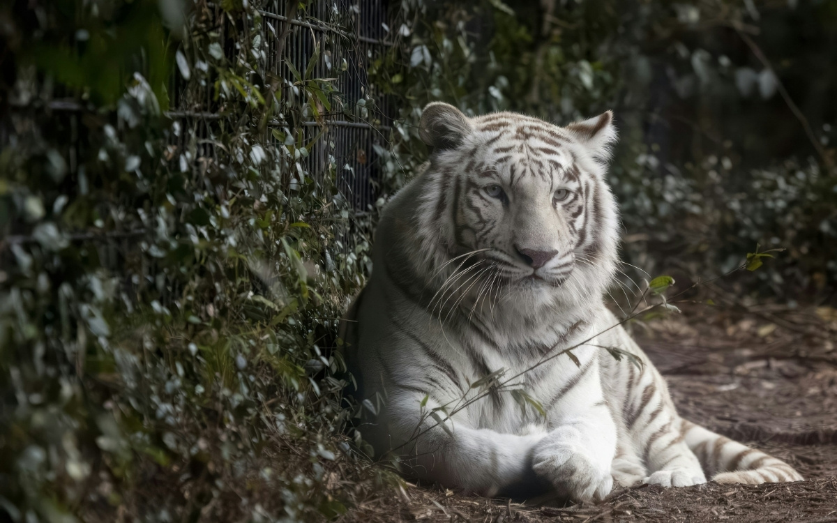 9 Surprising Exotic Pets That Are Illegal in Some States