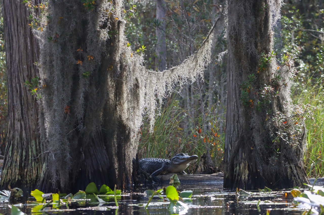 Okefenokee Swamp, Georgia, Florida