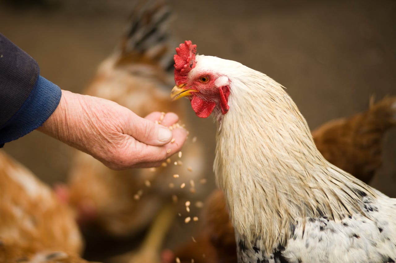 Agritourism