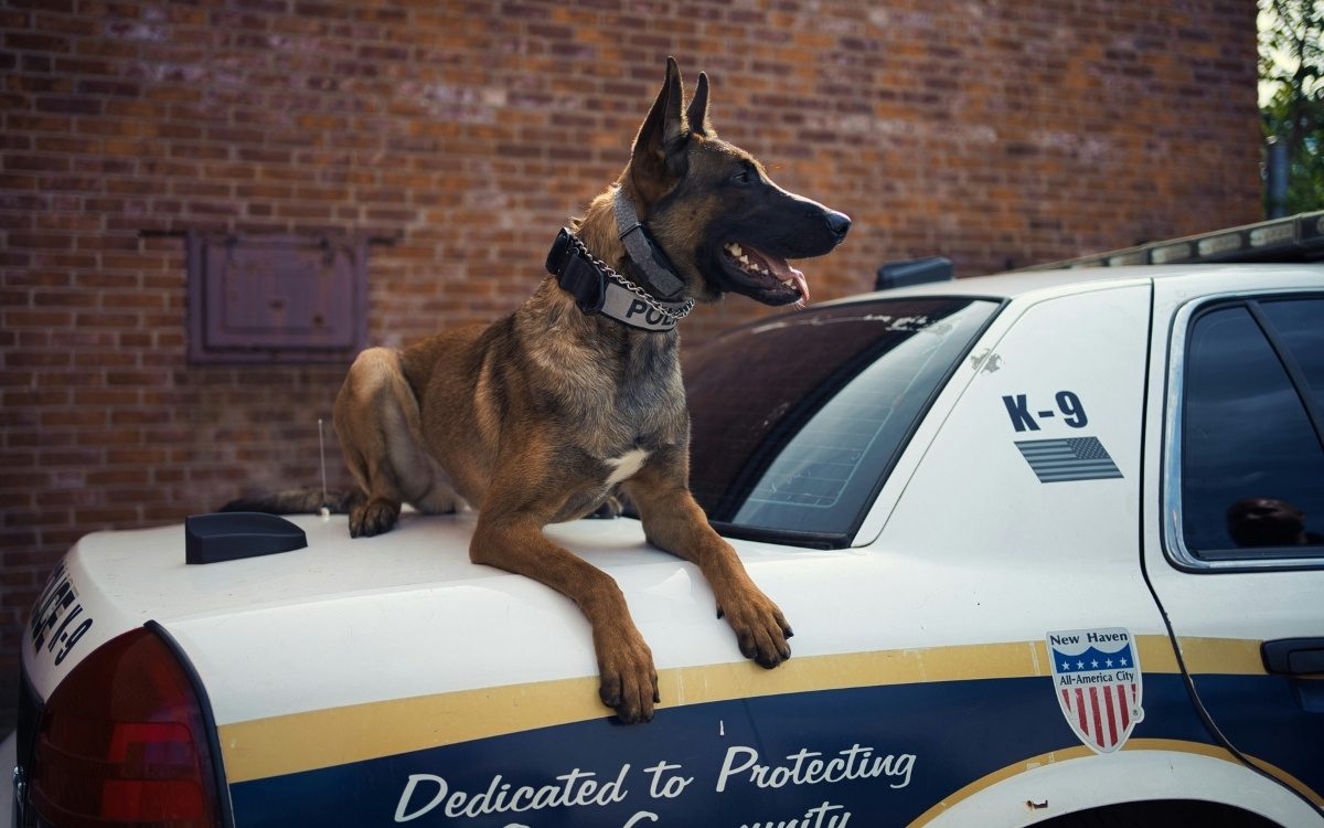 How to Adopt a Retired Service Dog and Give a Hero a Second Home