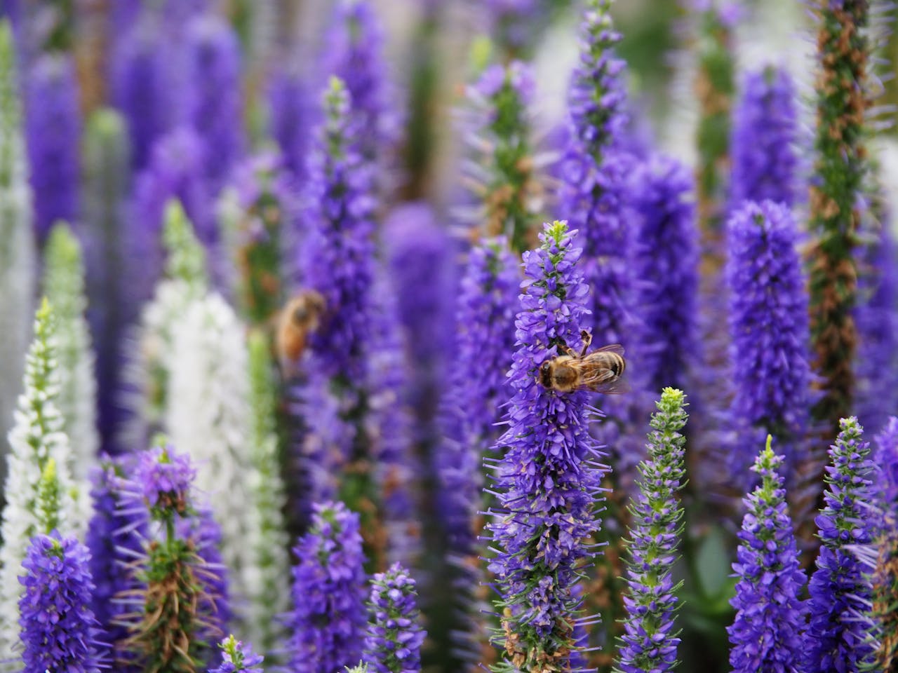 Veronica (Spike Speedwell)