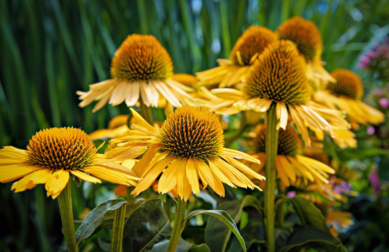 Coneflower (Echinacea)
