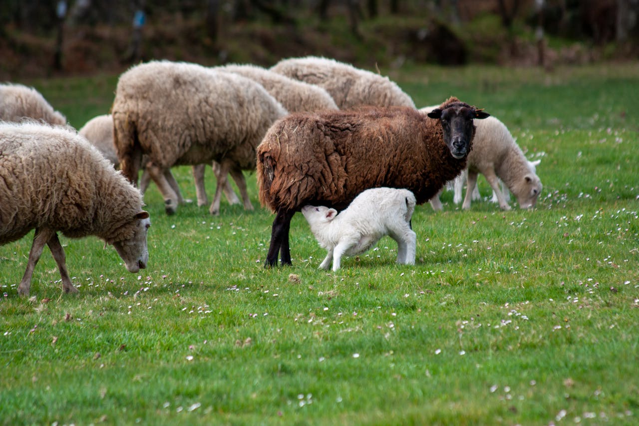 Agritourism