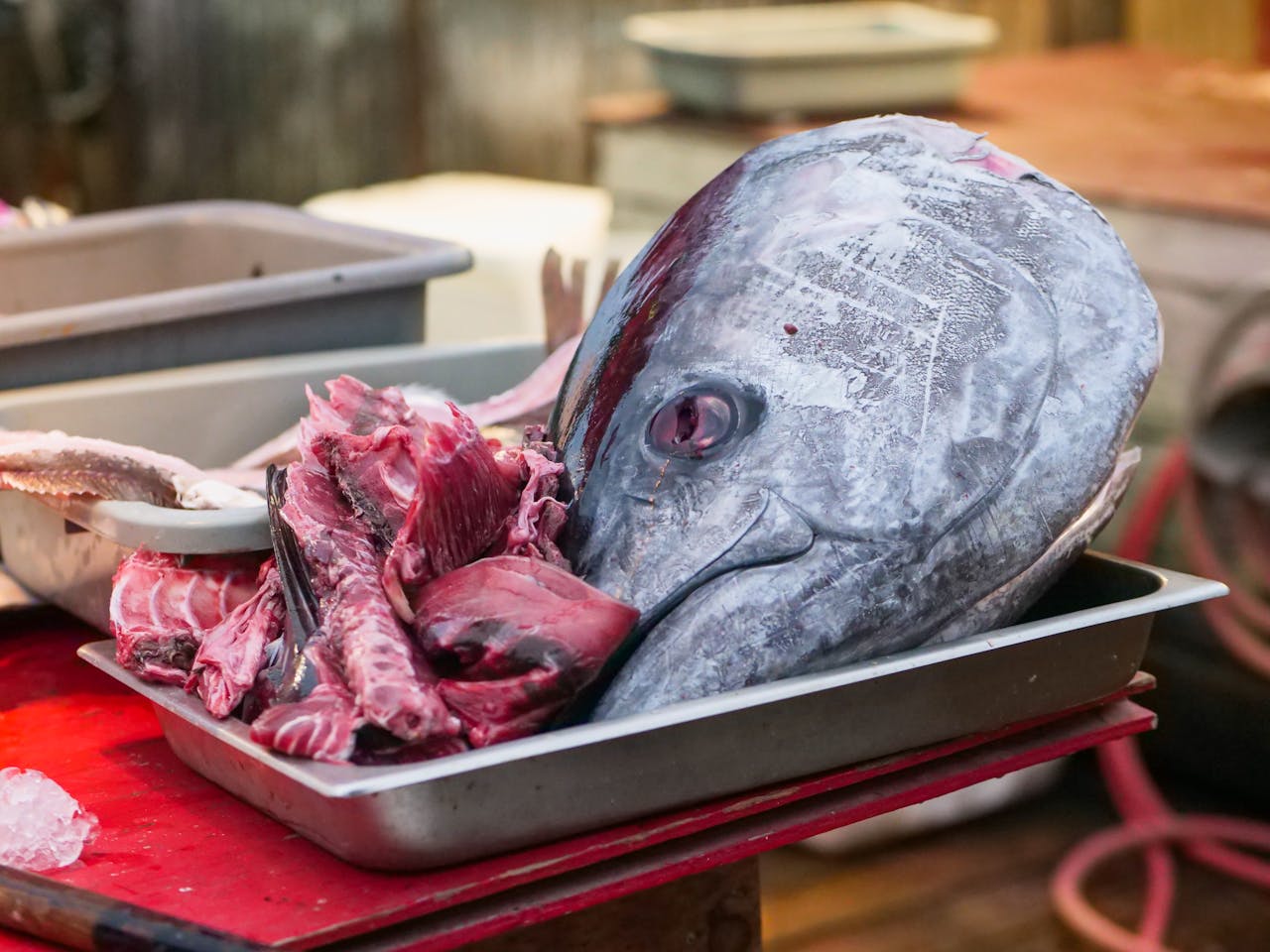 Bluefin Tuna