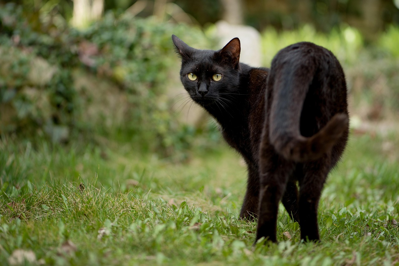 Black cat