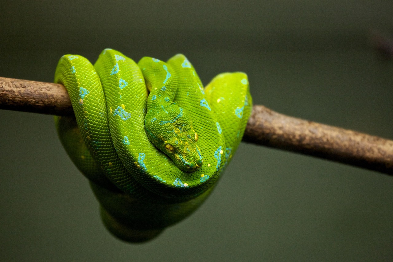 Exotic pet
