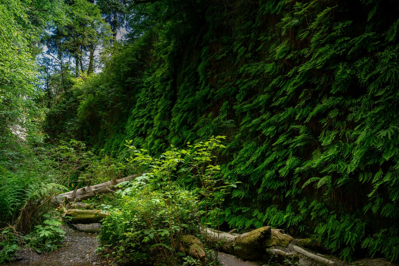 Fern Canyon, California 