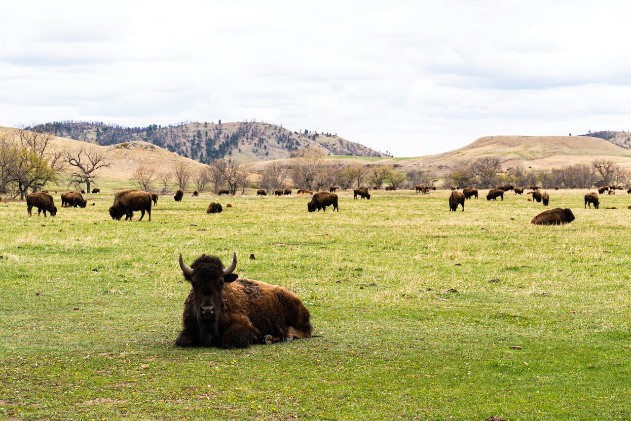 Custer State Park, South Dakota