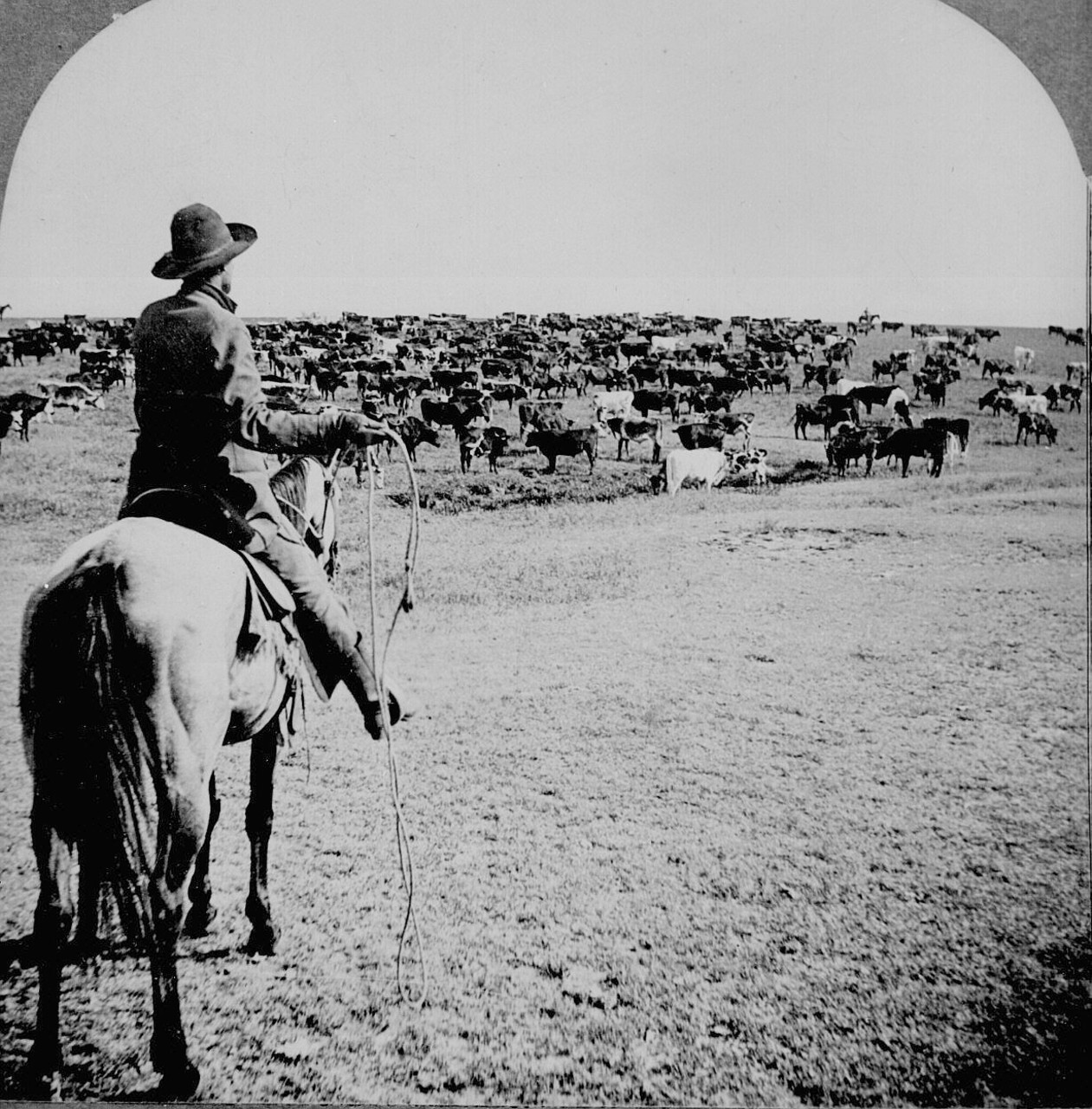 Cattle herd and cowboy