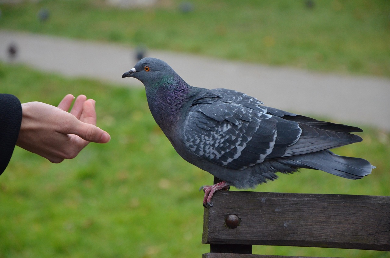 Feeding Pigeons