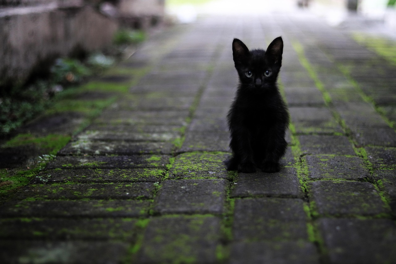Black cat
