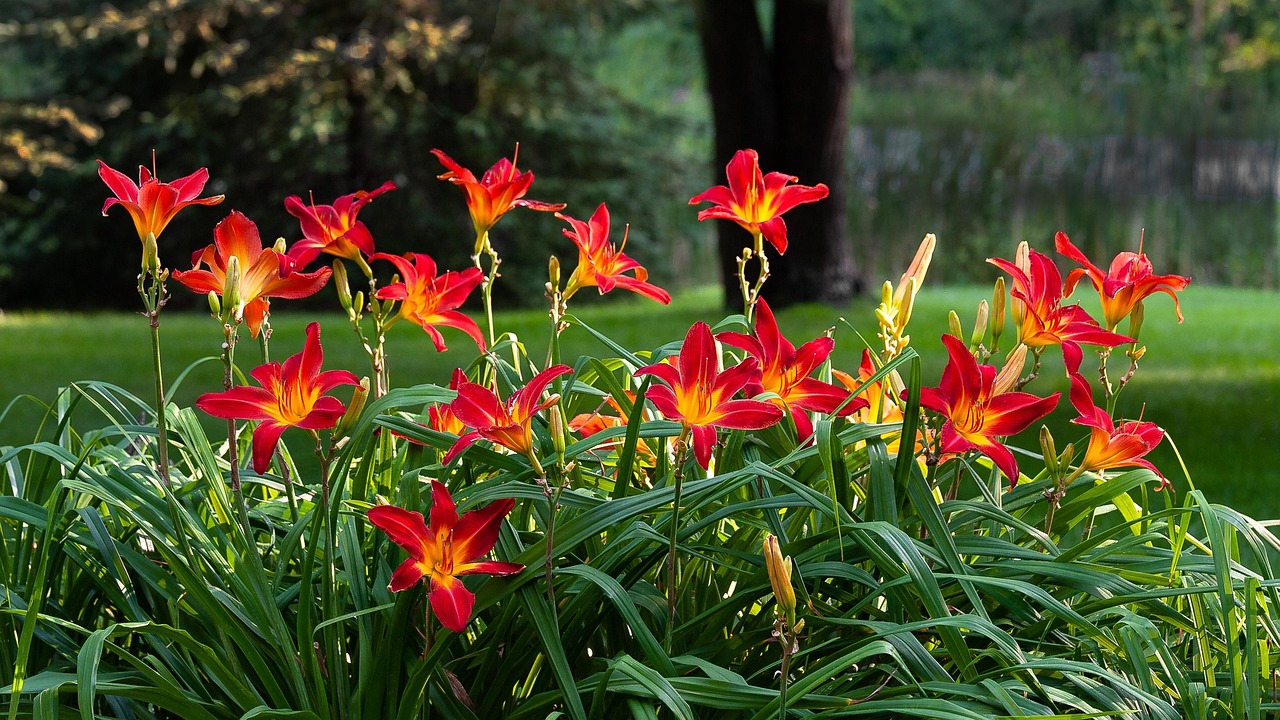 Daylilies (Hemerocallis)