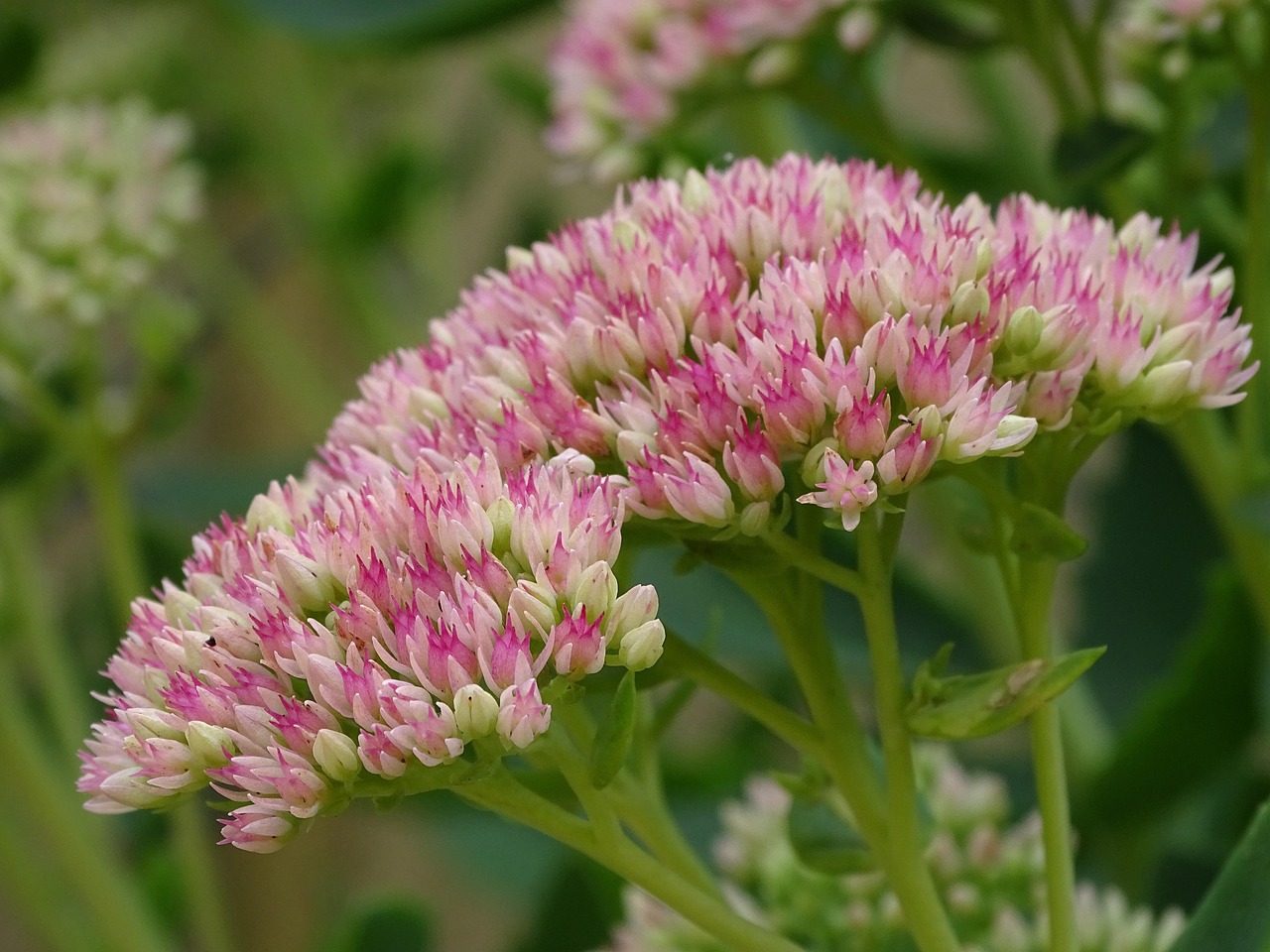 Sedum (Stonecrop)