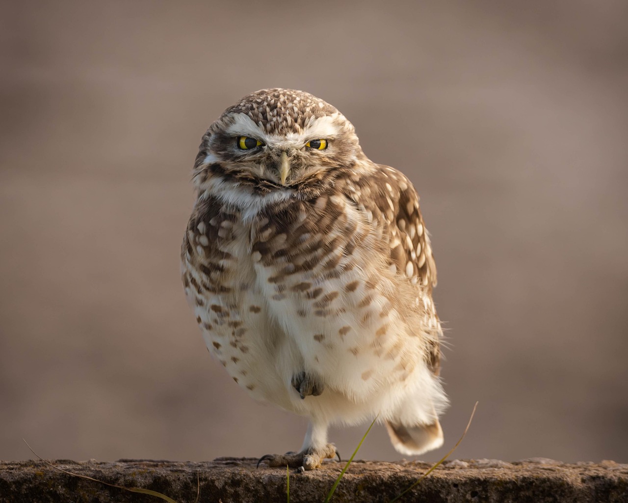 Owl