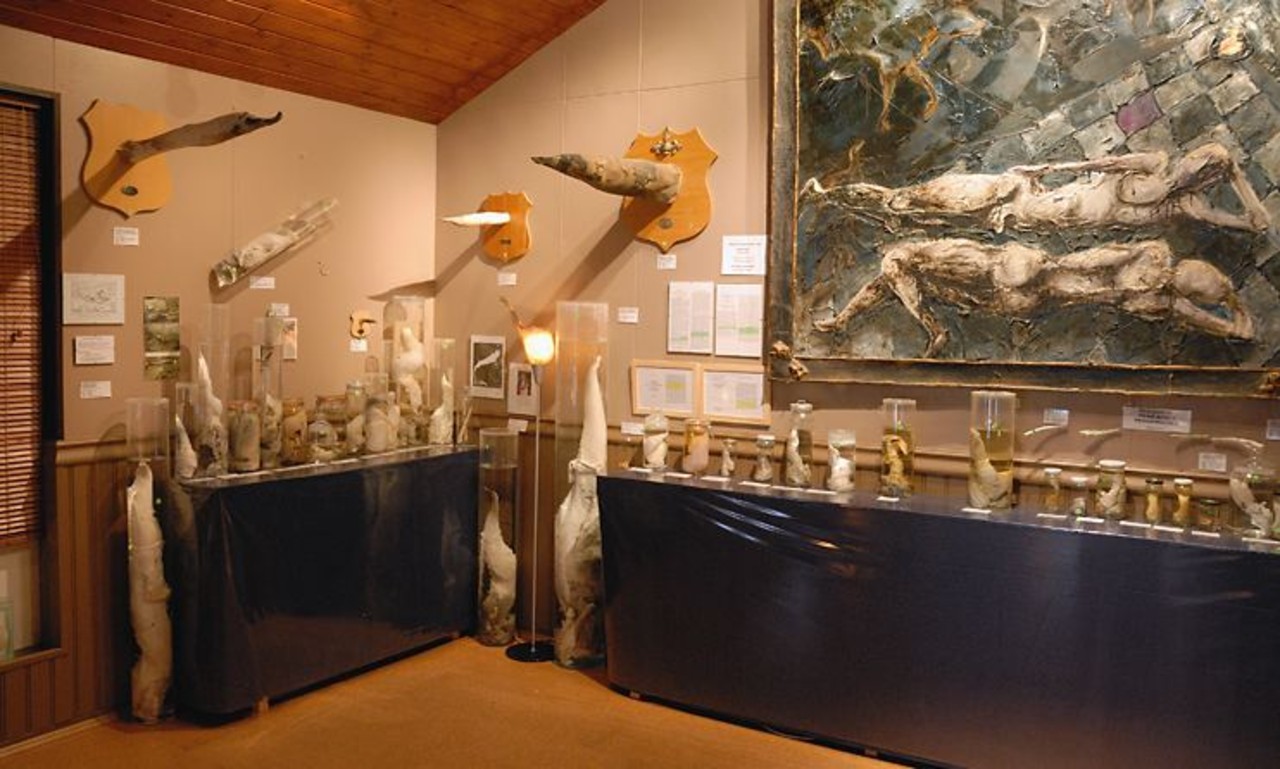 The Icelandic Phallological Museum, Reykjavik, Iceland