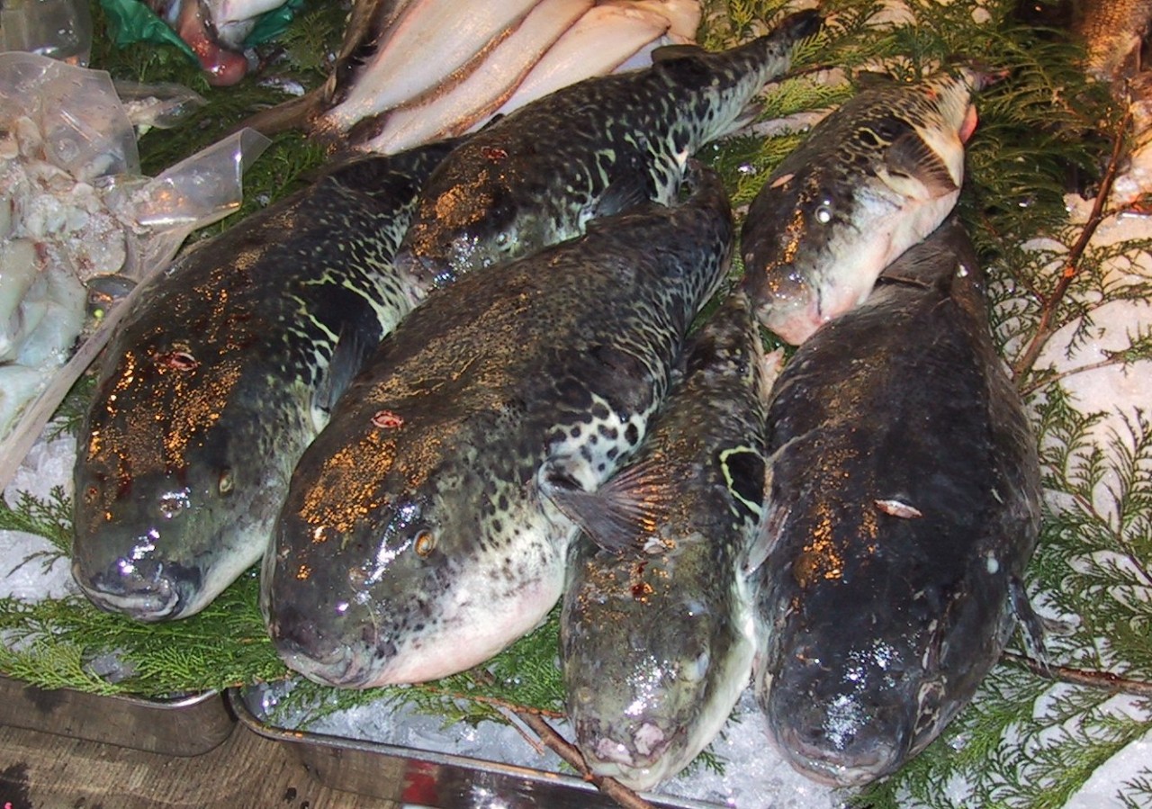 Fugu (Pufferfish)