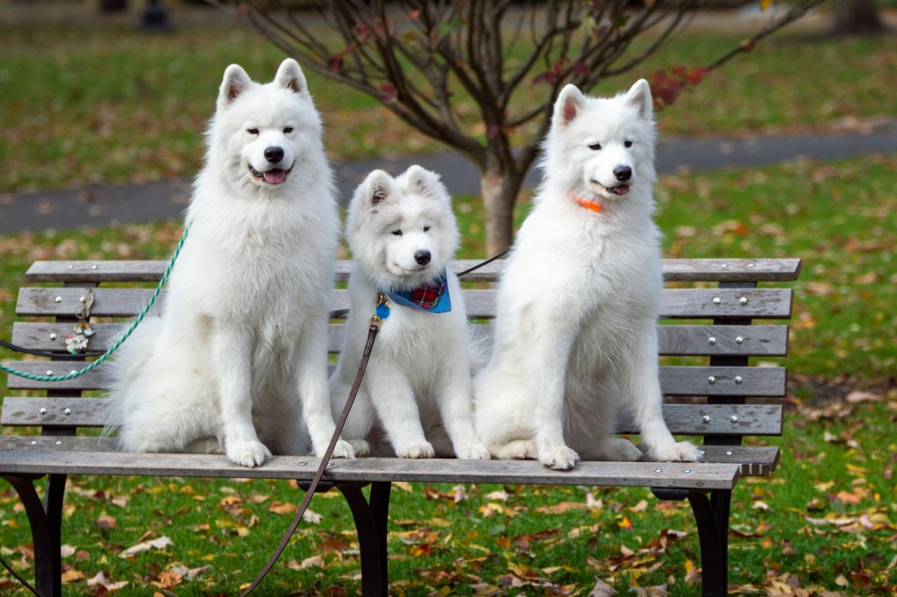 13 Ancient Dog Breeds That Still Capture Our Hearts - Samoyed