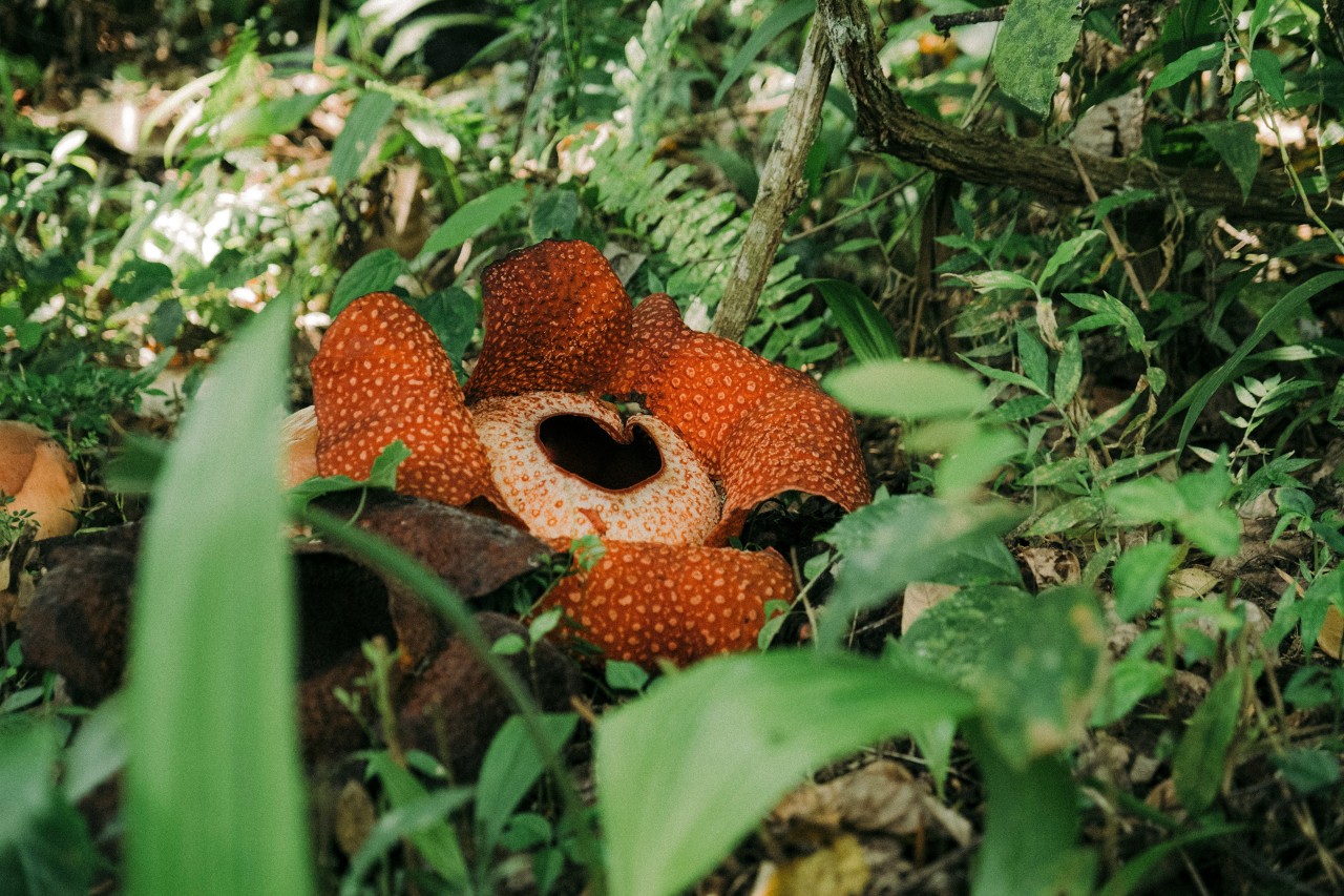 Rafflesia arnoldii