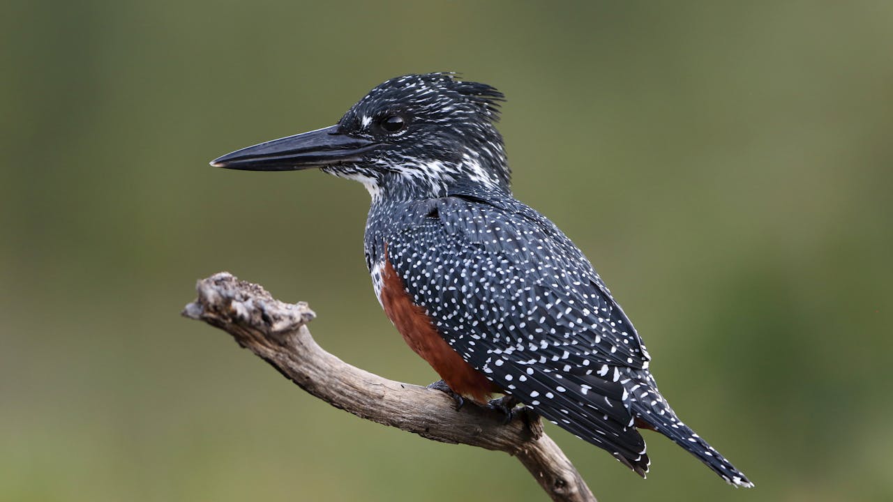 Kingfisher