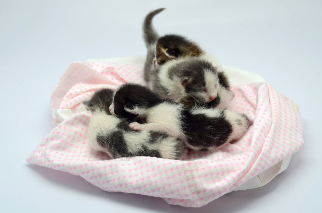 Mandatory Spay and Neuter Programs