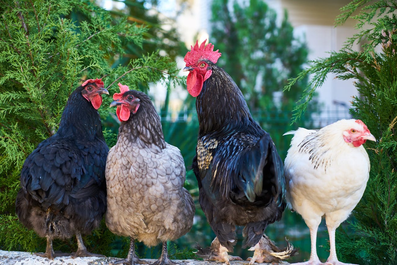 Owning more than two roosters in urban areas