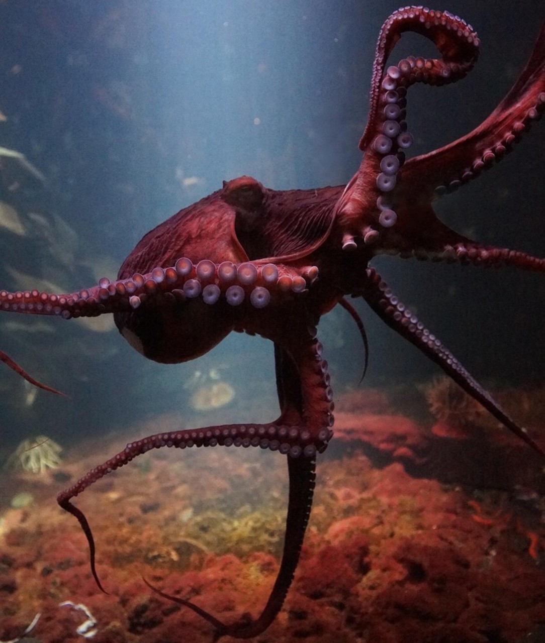Ban on Octopus Wrestling