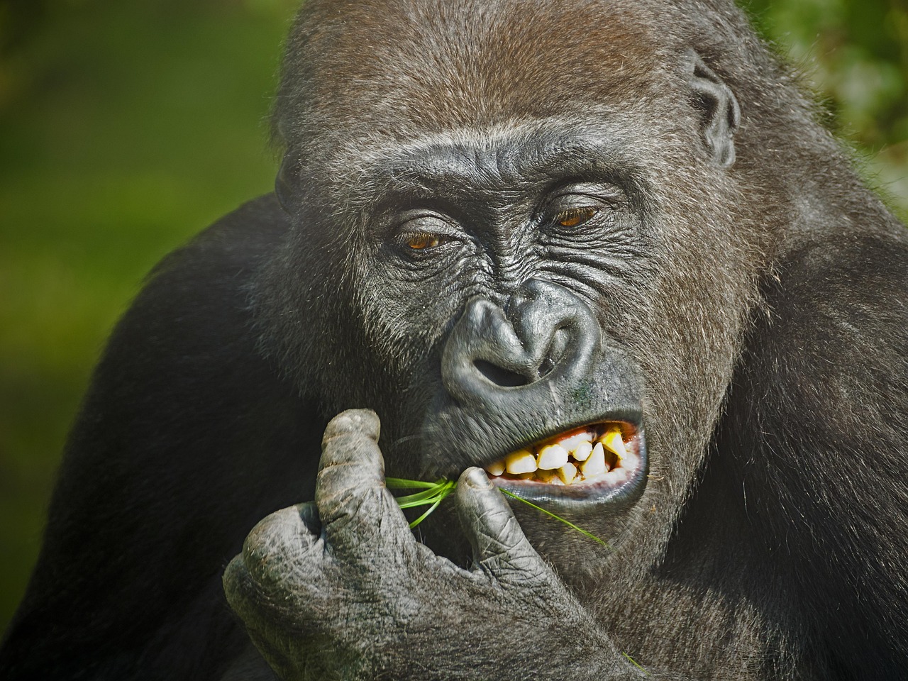 No Gorillas Allowed in the Backseat in Massachusetts