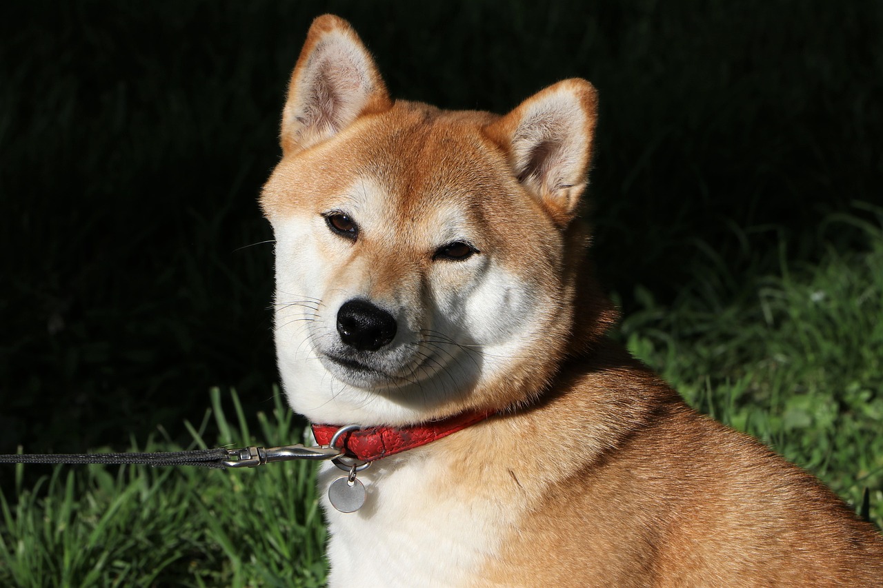 Shiba Inu