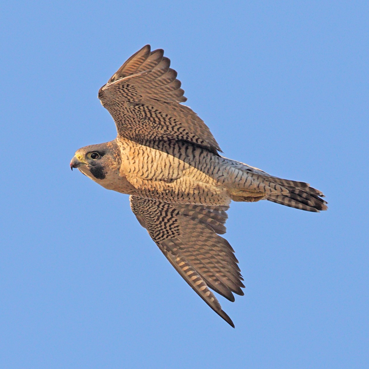 Peregrine Falcons