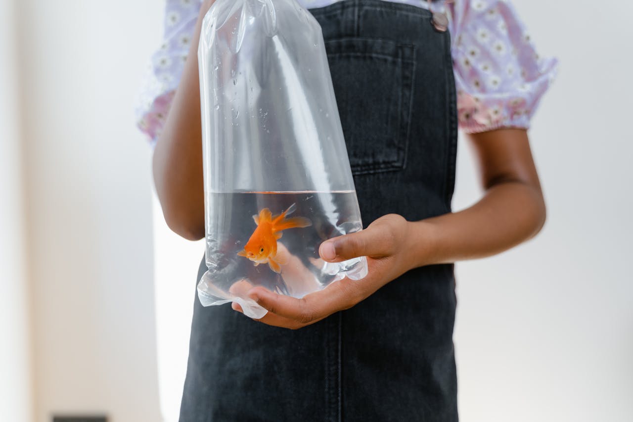 The No Goldfish Prizes Rule