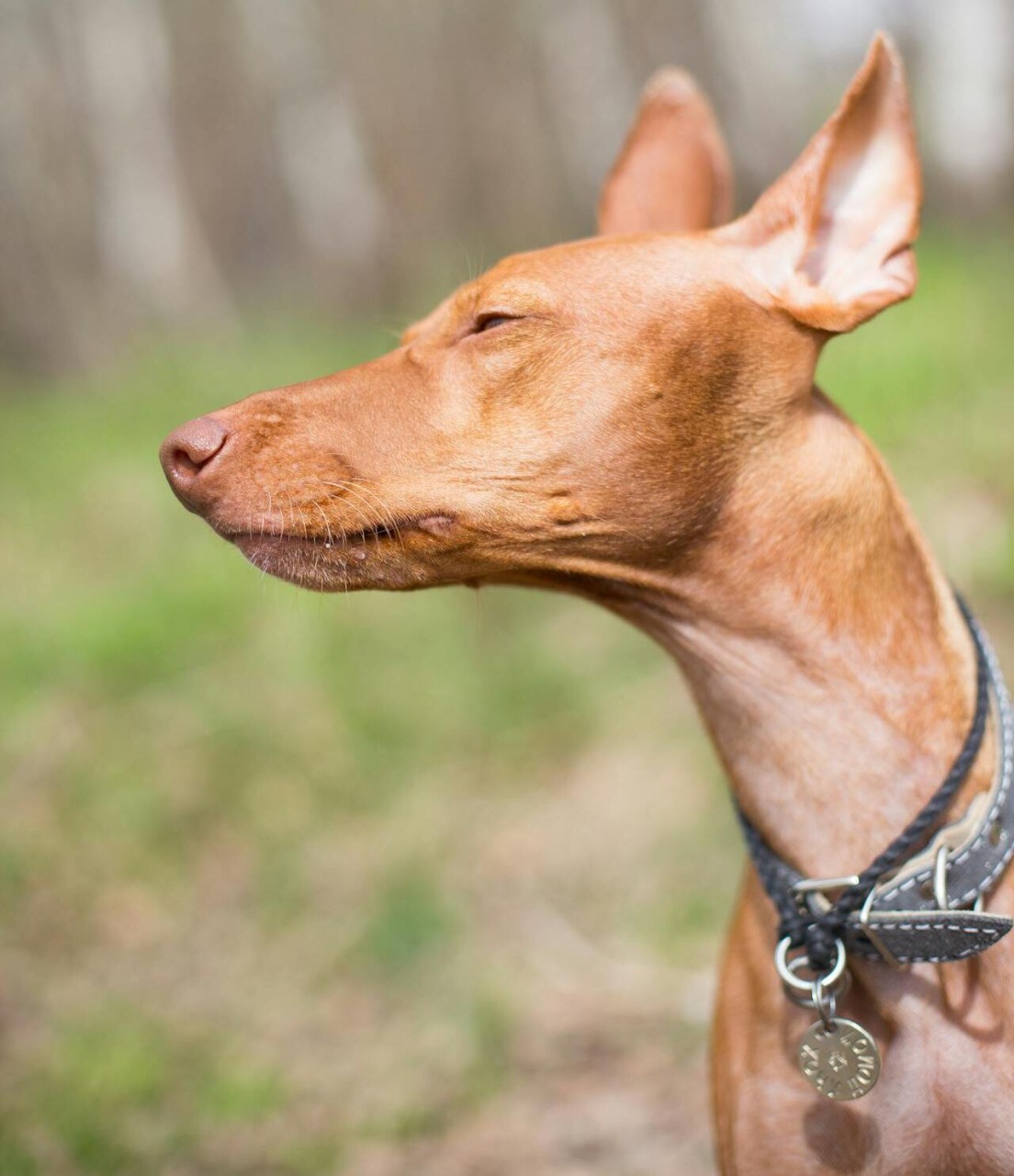 Pharaoh Hound