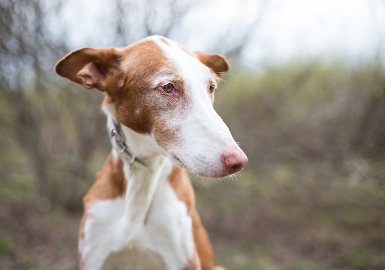Ibizan Hound