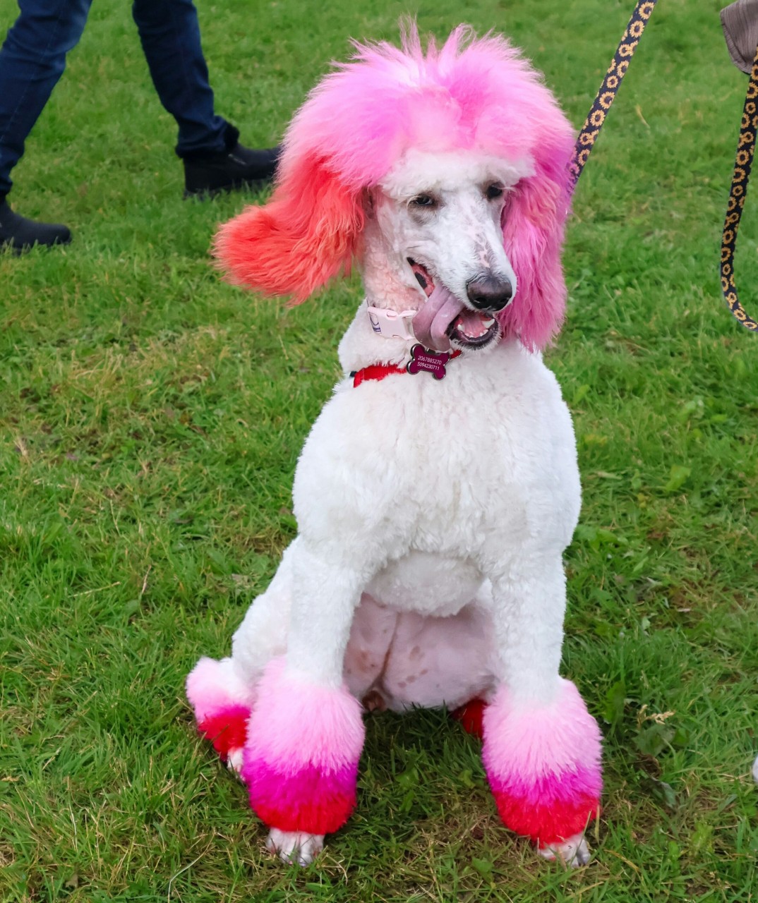 It’s Illegal to Dye Your Pet in Several States