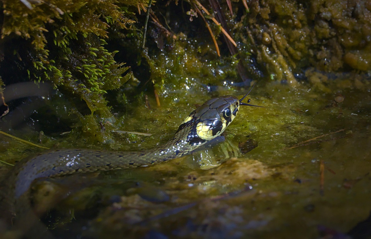 Ponds and Water Features Without Barriers