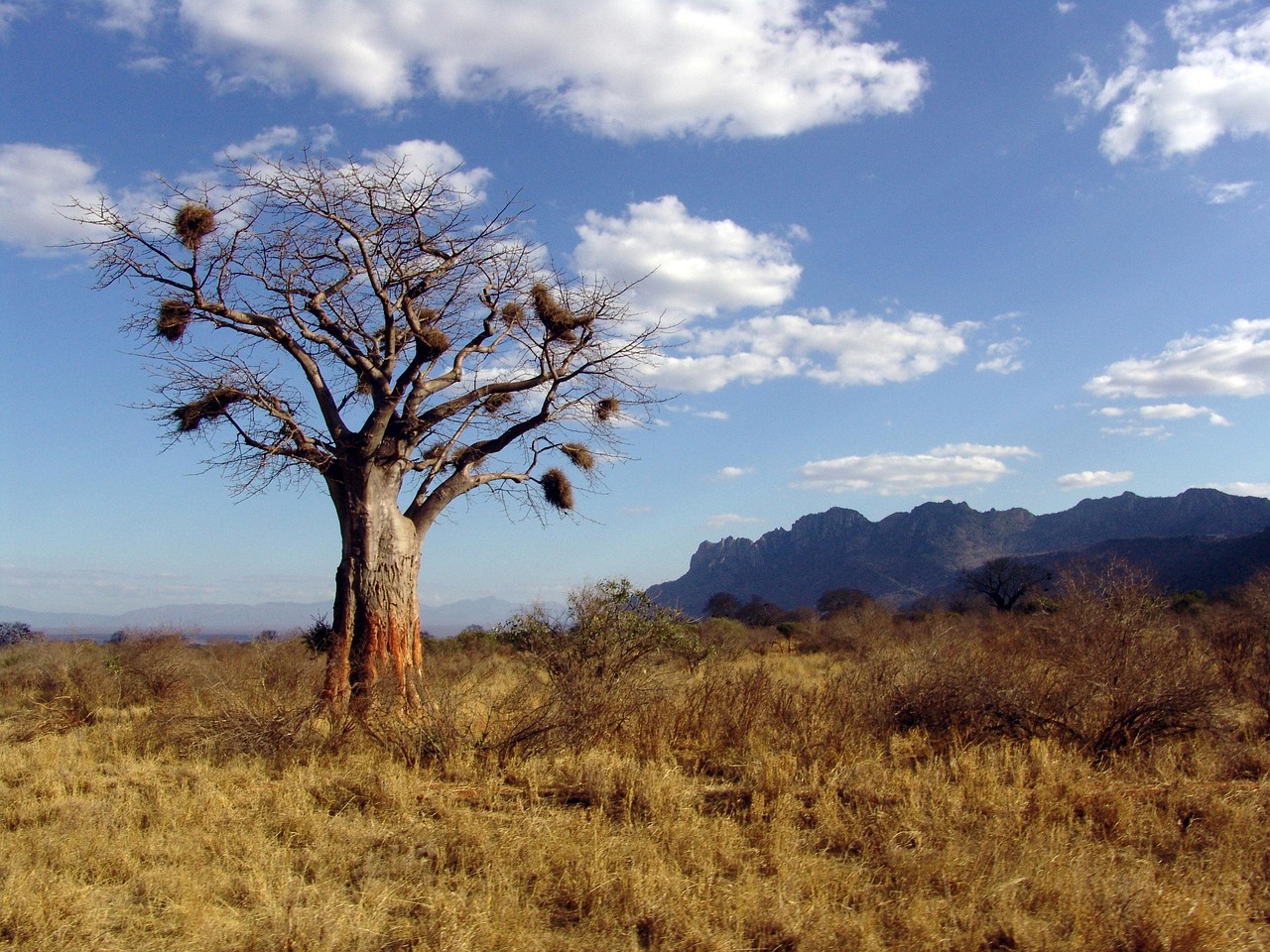 Baobab Trees, Africa