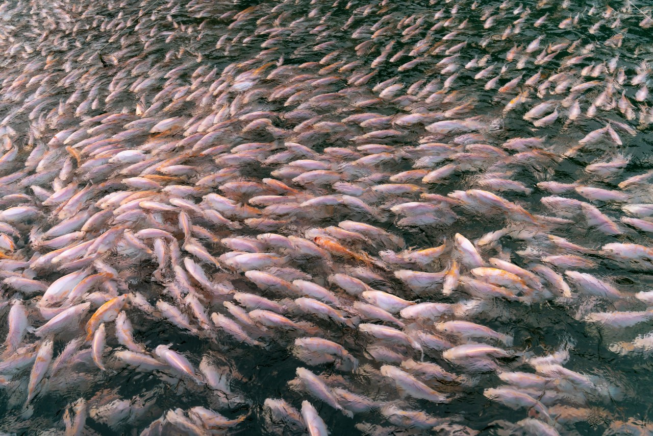 Mass Fish Die-Offs or Strange Marine Behavior