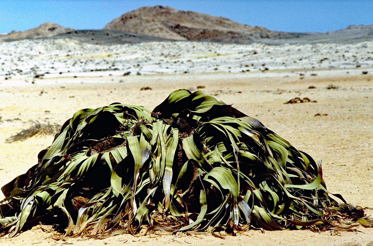 Welwitschia mirabilis