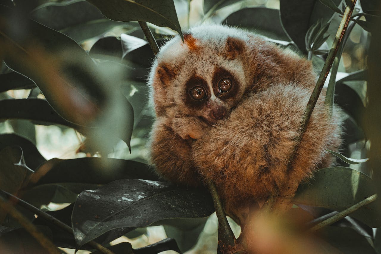 Slow Loris