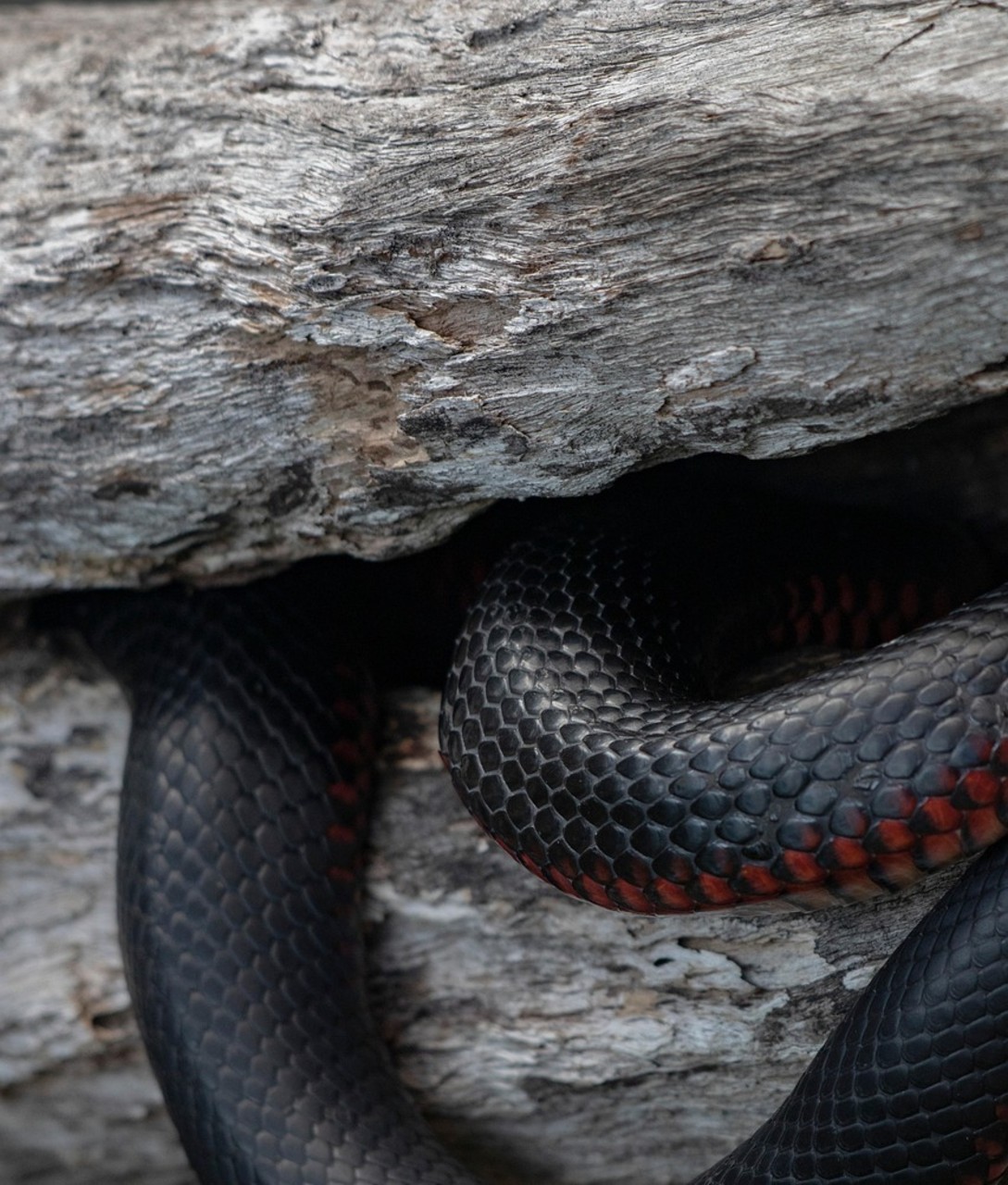 Wood Piles and Stacked Logs Against the House