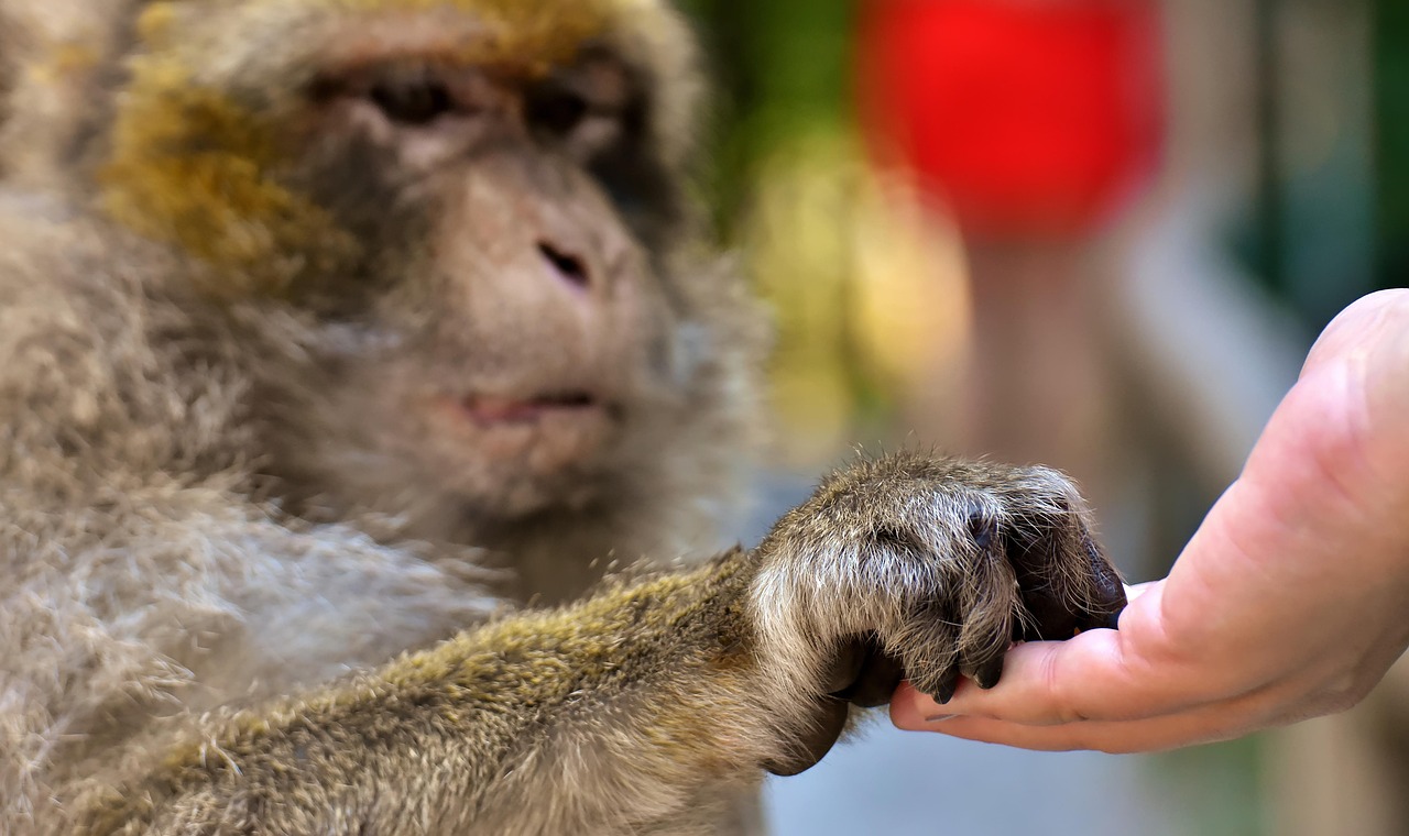 Laws Against Feeding Wild Monkeys
